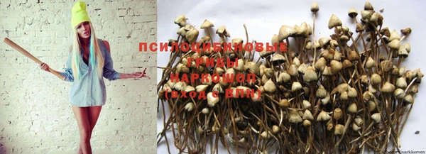 сатива Вяземский